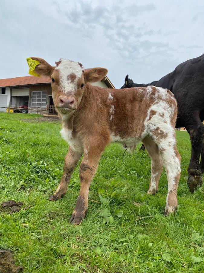 Ferienwohnung Biohof-Feichtinger Zell am Moos Exterior foto